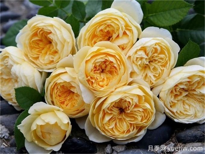 這6種月季開花不斷，抗病性也很不錯(圖3)
