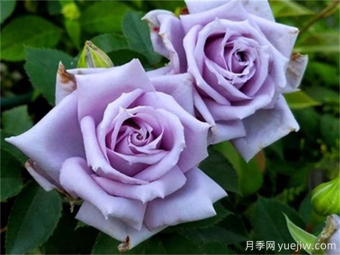 推薦20款日本藍(lán)紫色月季品種，稀缺藍(lán)(圖2)