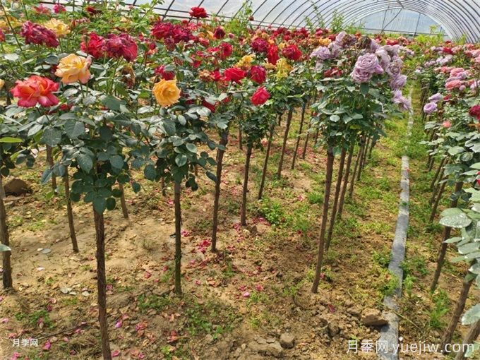 月季開出3色花朵，受捧的多色棒棒糖月季樹(圖2)