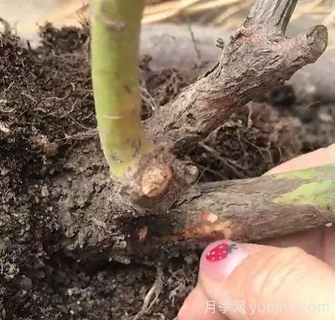 月季苗弱不要扒開根系，僵苗月季怎么處理？(圖1)