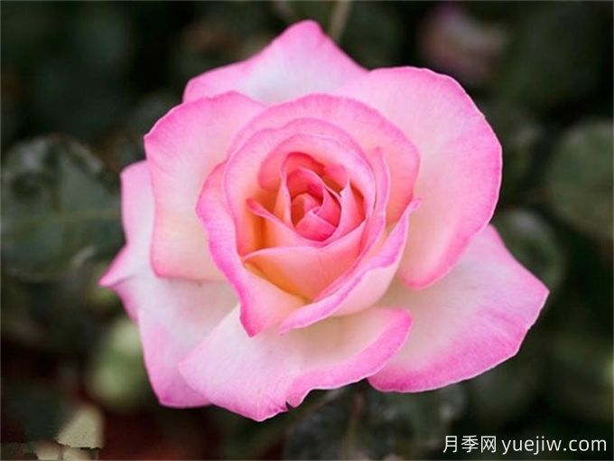新手必入大花月季品種，經(jīng)典與潮流的9個(gè)美人(圖3)