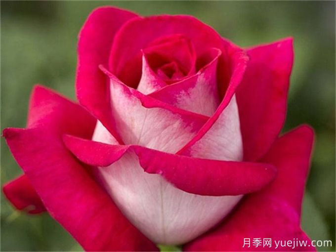 新手必入大花月季品種，經(jīng)典與潮流的9個(gè)美人(圖5)