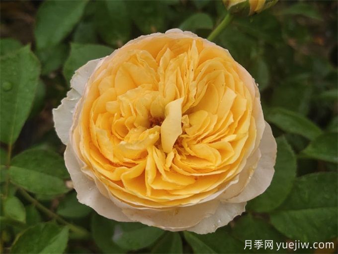 新手必入大花月季品種，經(jīng)典與潮流的9個(gè)美人(圖7)