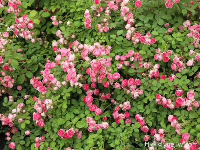 胭脂扣月季，爆花月季花里的天花板(圖1)