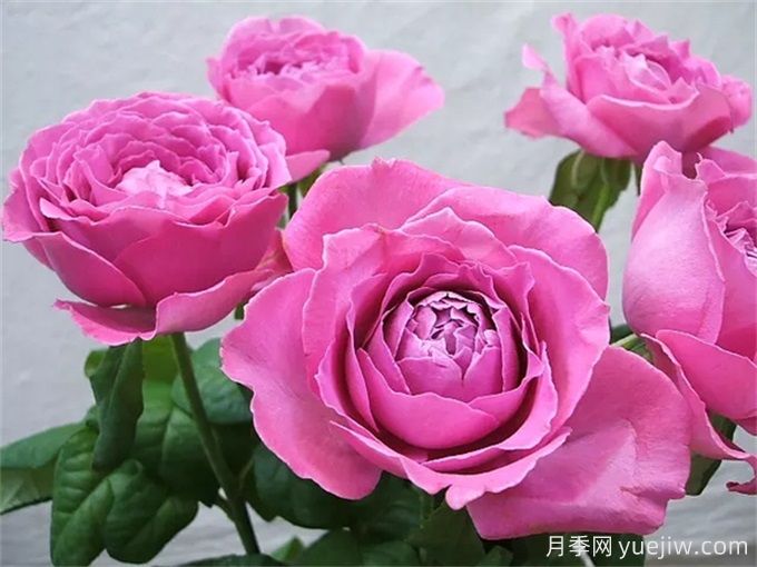 懷舊優(yōu)雅月季，濃香抗病的大花月季(圖1)