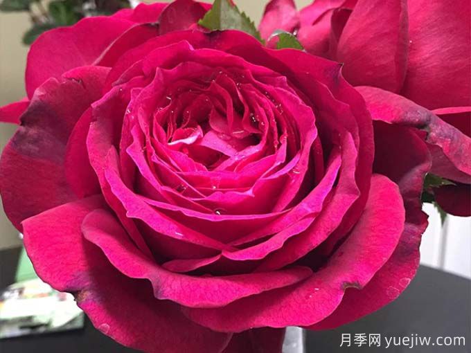 詹尼斯月季，又大又香的大紅大花(圖1)