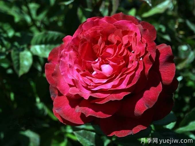 詹尼斯月季，又大又香的大紅大花(圖2)