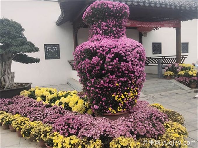 秋天開(kāi)的花有哪些常見(jiàn)的花(圖1)