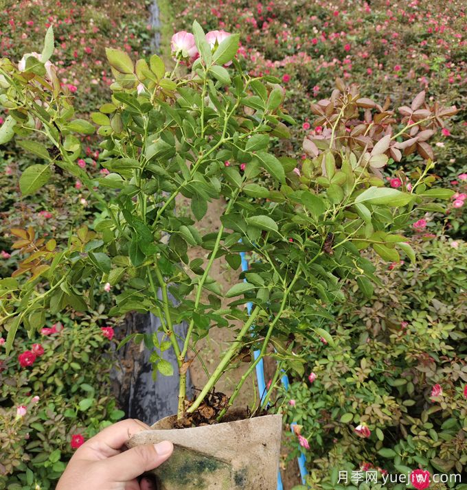 夏天月季出現(xiàn)頂芽卷曲、干尖等問(wèn)題分析及解決辦法(圖2)