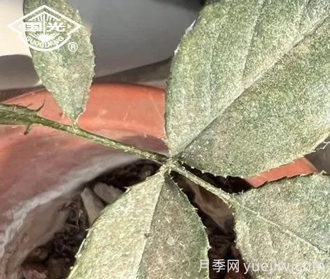 常見月季蟲害防治技術(shù)大全，趕快收藏(圖1)