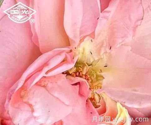 常見月季蟲害防治技術(shù)大全，趕快收藏(圖2)