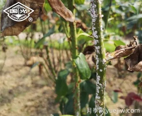 常見月季蟲害防治技術(shù)大全，趕快收藏(圖4)