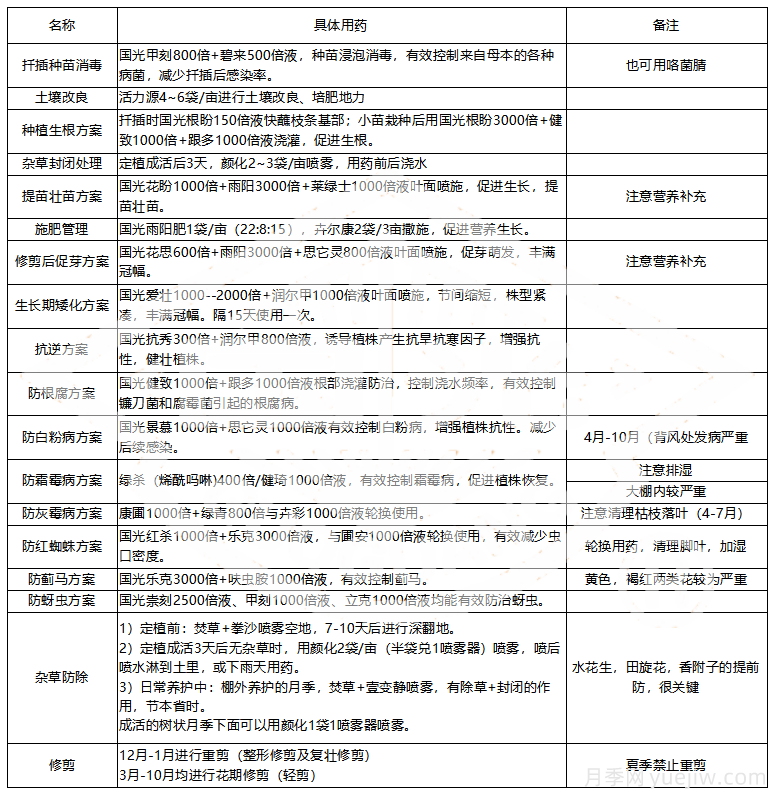 常見月季蟲害防治技術(shù)大全，趕快收藏(圖5)