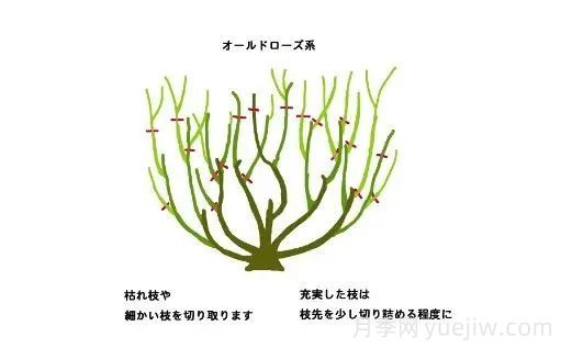 月季冬季修剪不宜過早(圖3)