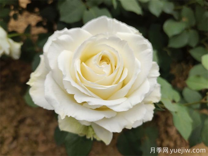 盤點10款白色系月季，不容錯過的經(jīng)典(圖5)