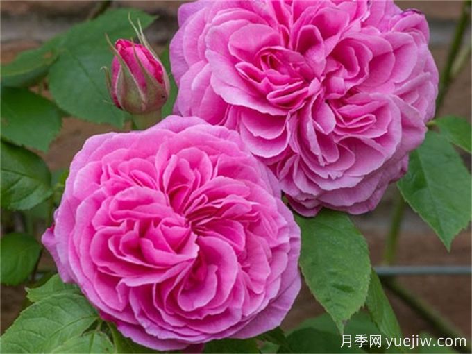 格特魯?shù)陆芑鶢栐录?，花艷香濃，花期長(zhǎng)抗病強(qiáng)(圖2)