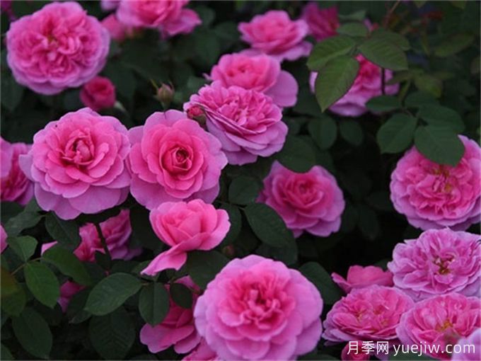 格特魯?shù)陆芑鶢栐录荆ㄆG香濃，花期長(zhǎng)抗病強(qiáng)(圖3)