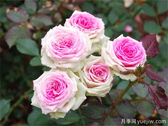 12個(gè)新手必備月季品種，有陽(yáng)臺(tái)盆栽和庭院地栽(圖4)