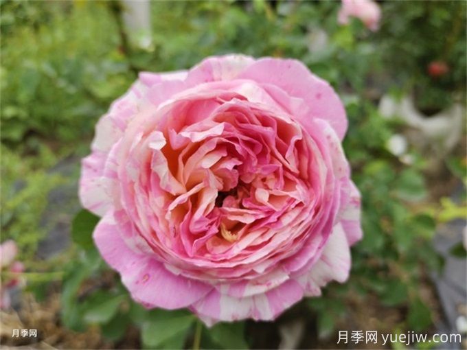 12個(gè)新手必備月季品種，有陽(yáng)臺(tái)盆栽和庭院地栽(圖7)