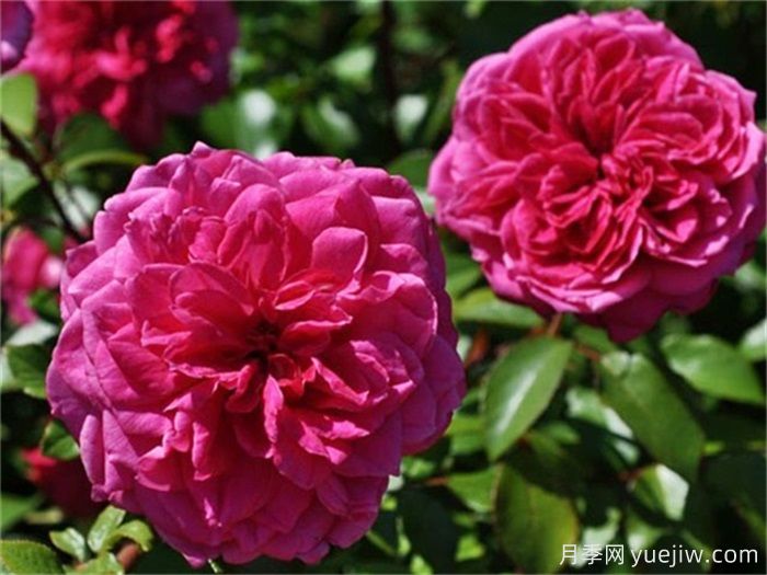 花界三絕：月季、玫瑰與薔薇的綺麗綻放(圖2)