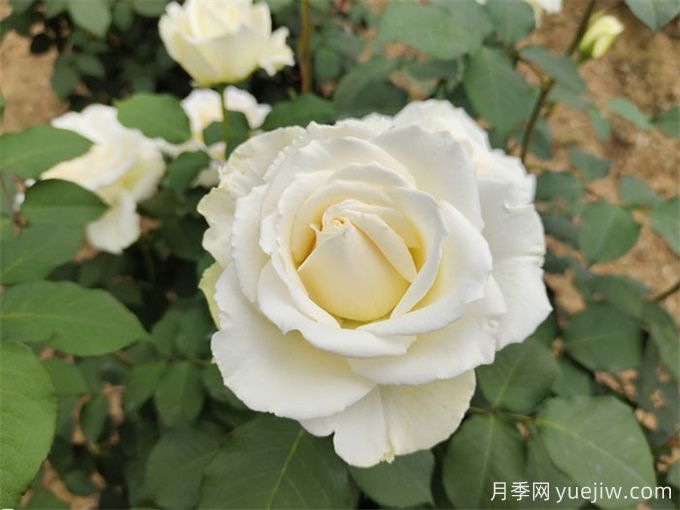100個(gè)月季品種匯總，朋友你了解幾個(gè)？(圖3)