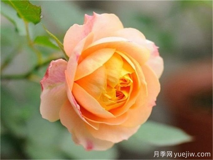 100個(gè)月季品種匯總，朋友你了解幾個(gè)？(圖5)