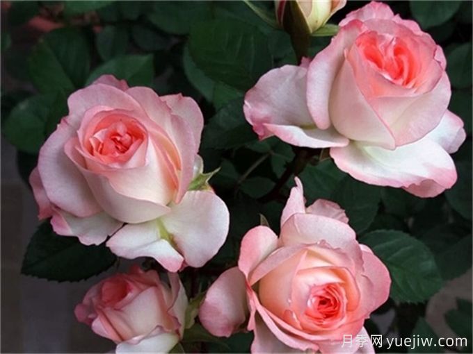 100個(gè)月季品種匯總，朋友你了解幾個(gè)？(圖6)
