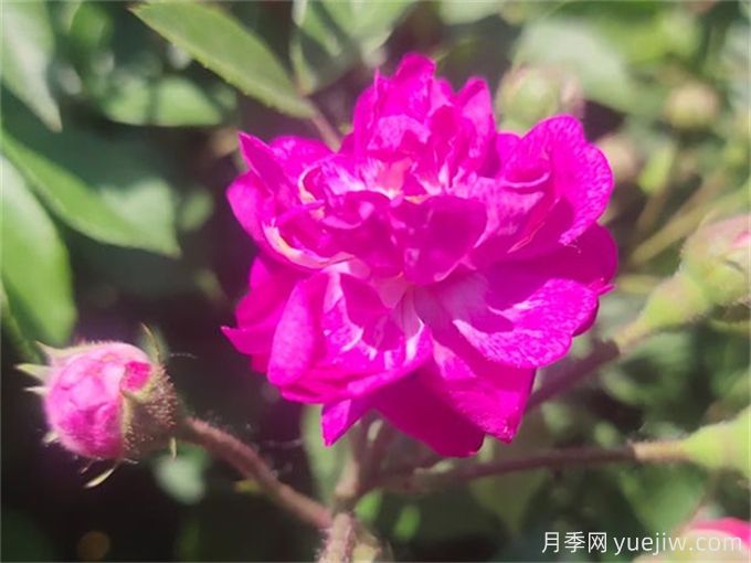 100個(gè)月季品種匯總，朋友你了解幾個(gè)？(圖10)