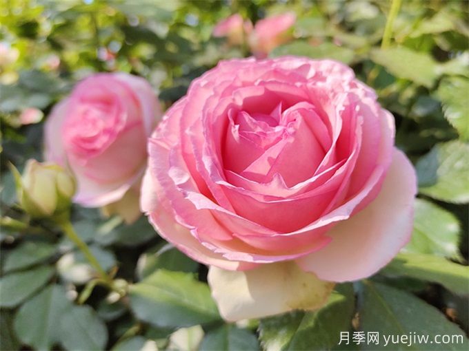 100個(gè)月季品種匯總，朋友你了解幾個(gè)？(圖12)