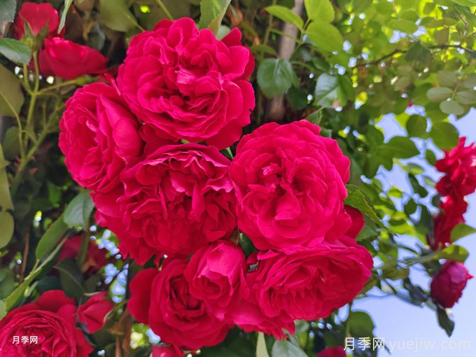 實(shí)用的養(yǎng)花技巧，適合養(yǎng)殖月季花(圖1)