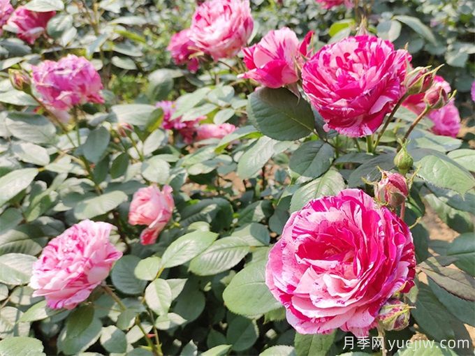 實(shí)用的養(yǎng)花技巧，適合養(yǎng)殖月季花(圖2)