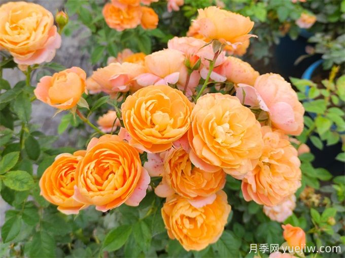 沒院子不能養(yǎng)月季花？小型月季照樣美爆陽臺！(圖1)