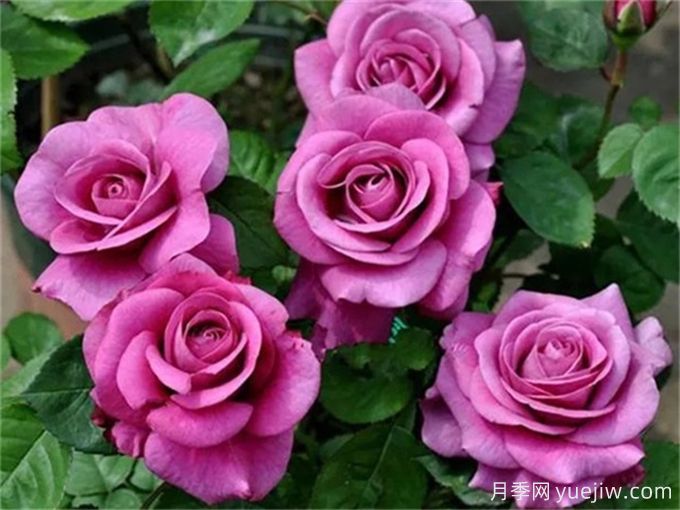 沒院子不能養(yǎng)月季花？小型月季照樣美爆陽臺！(圖3)
