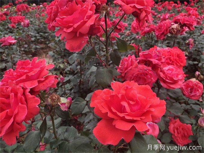 月季花的詳細(xì)介紹，月季花對人體有哪些好處呢？(圖1)