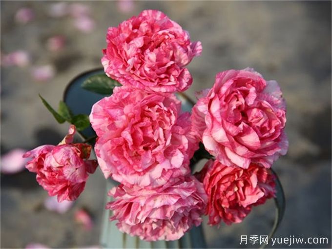 伊芙月季品種有很多，分享5種好看好養(yǎng)(圖3)