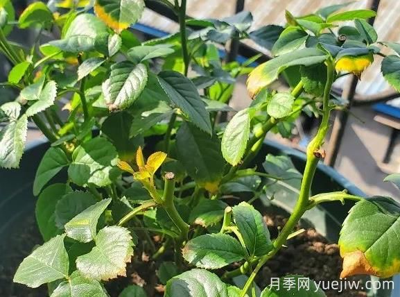 月季水害與肥害區(qū)分？常見(jiàn)月季黃葉原因(圖1)