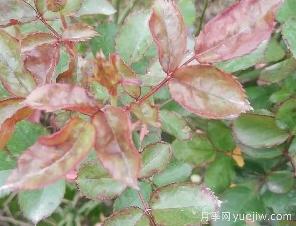 月季水害與肥害區(qū)分？常見(jiàn)月季黃葉原因(圖2)