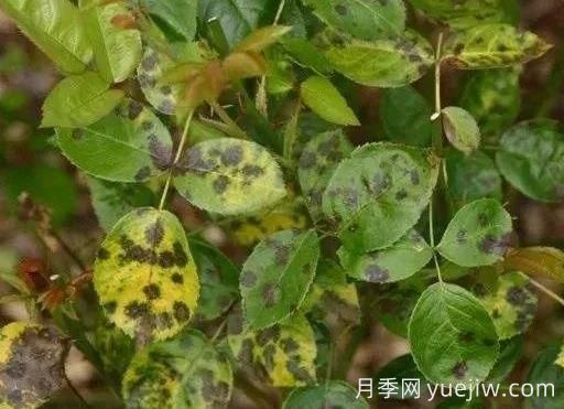 月季水害與肥害區(qū)分？常見(jiàn)月季黃葉原因(圖3)