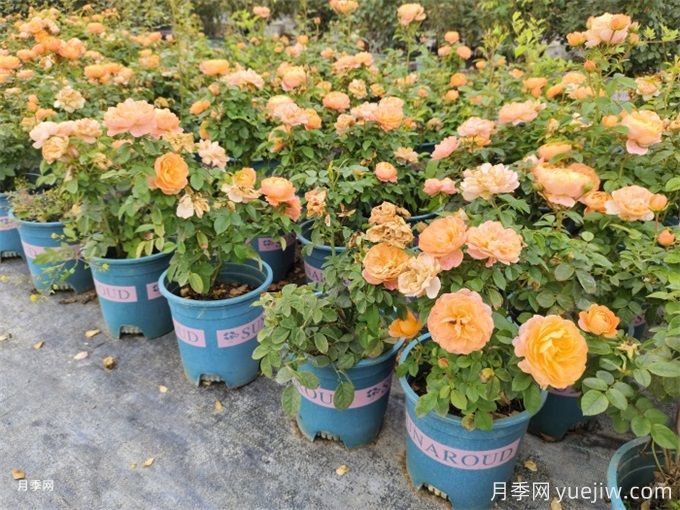 微型月季花（鉆石月季）怎么養(yǎng)？(圖2)