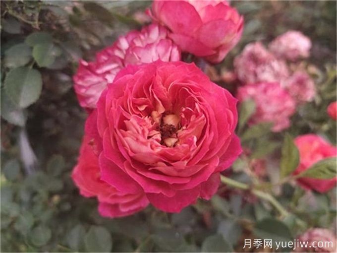 九種常見易養(yǎng)活爬藤月季(圖6)