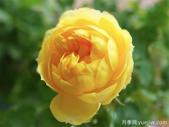 哪些月季花開花時間長？這5款月季品種花期超長(圖3)