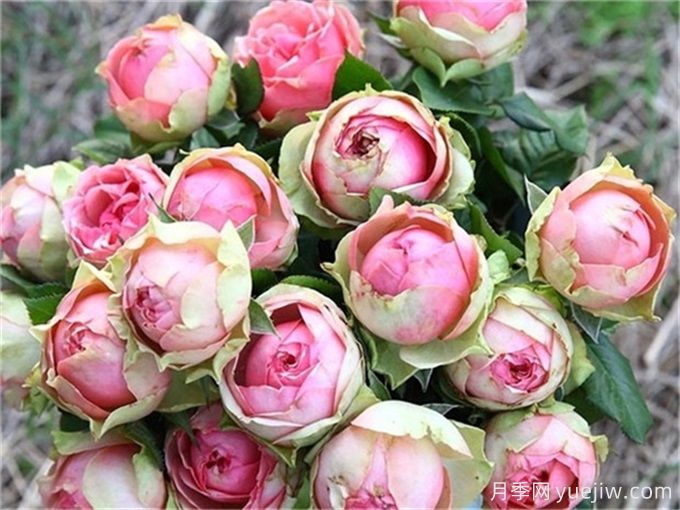 哪些月季花開花時間長？這5款月季品種花期超長(圖4)