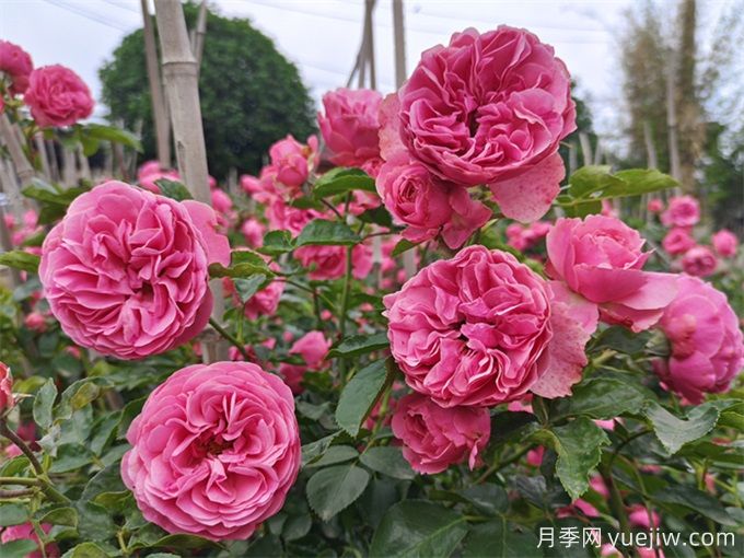 哪些月季花開花時間長？這5款月季品種花期超長(圖5)