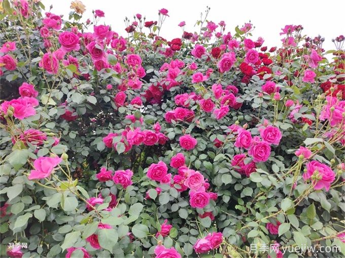 大游行月季，長(zhǎng)勢(shì)奇快，花墻花柱的優(yōu)選(圖2)