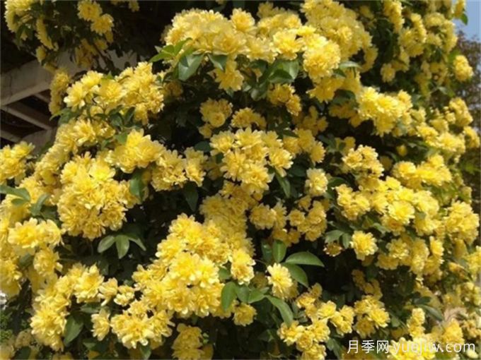 養(yǎng)一棵黃木香，花朵嬌艷，香氣醇厚(圖1)