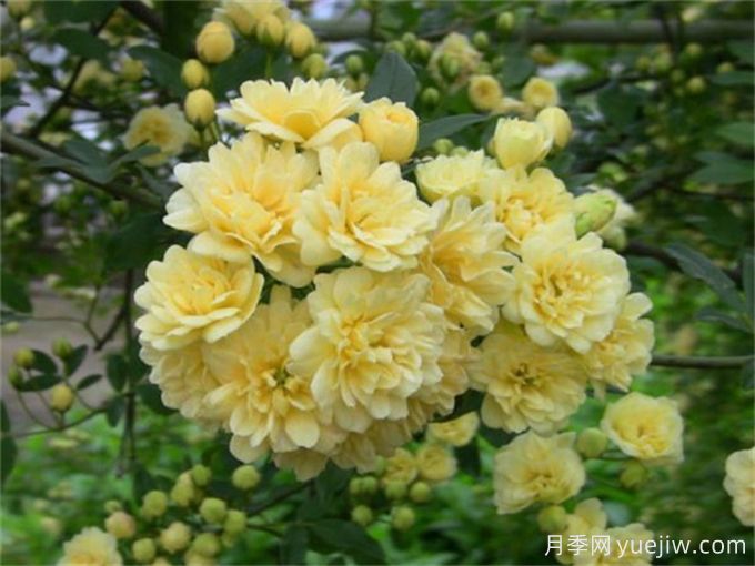養(yǎng)一棵黃木香，花朵嬌艷，香氣醇厚(圖2)