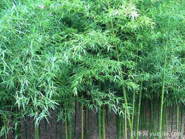 園林中常見竹子品種及應(yīng)用(圖1)