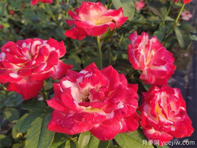 紅雙喜月季的養(yǎng)護(hù)辦法(圖2)