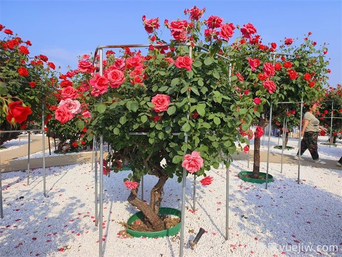 花園植物配置如何做？六個花園色彩搭配技巧(圖2)