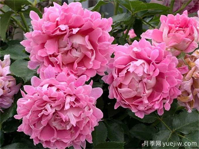 夢(mèng)幻褶邊月季，獨(dú)特花型，香氣四溢(圖2)